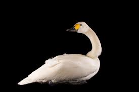 Attēlu rezultāti vaicājumam “Cygnus columbianus”