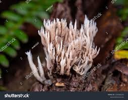 Attēlu rezultāti vaicājumam “Lentaria sp.”