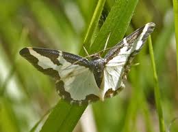 Attēlu rezultāti vaicājumam “Lomaspilis marginata”