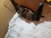 Attēlu rezultāti vaicājumam “Eptesicus serotinus”