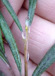 Attēlu rezultāti vaicājumam “Andromeda polifolia leaf”