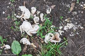 Attēlu rezultāti vaicājumam “Crepidotus applanatus”