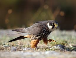 Attēlu rezultāti vaicājumam “Falco subbuteo”