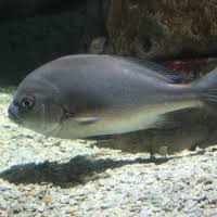 Image result for Pomadasys incisus