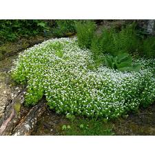 Image result for Galium odoratum