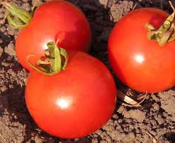 Afbeeldingsresultaat voor bloody butcher tomato