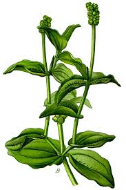 Attēlu rezultāti vaicājumam “Potamogeton perfoliatus flower”