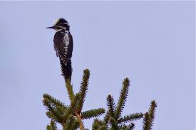 Attēlu rezultāti vaicājumam “Picoides tridactylus adult”