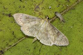 Attēlu rezultāti vaicājumam “Pleuroptya ruralis”