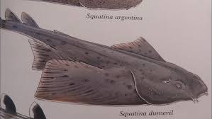 Image result for Squatina dumeril