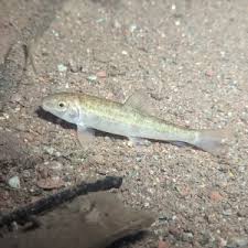 Image result for Catostomus commersonii