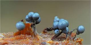 Attēlu rezultāti vaicājumam “Cribraria argillacea”