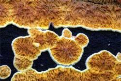 Attēlu rezultāti vaicājumam “Pseudomerulius aureus”