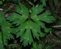 Attēlu rezultāti vaicājumam “Ranunculus repens leaf”