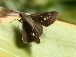 Attēlu rezultāti vaicājumam “Hesperiidae”