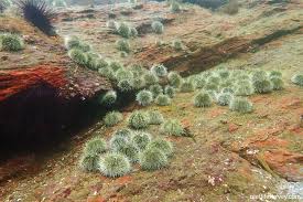 Image result for Strongylocentrotus droebachiensis