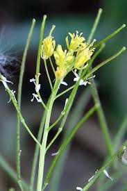 Attēlu rezultāti vaicājumam “Sisymbrium volgense flower”