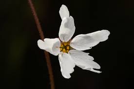 Attēlu rezultāti vaicājumam “Saxifraga cymbalaria flower”