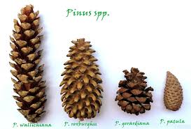 Attēlu rezultāti vaicājumam “Pinus”
