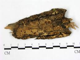 Attēlu rezultāti vaicājumam “Physisporinus vitreus”