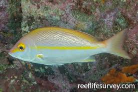 Image result for Lutjanus analis