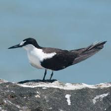 Image result for Onychoprion fuscatus