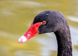 Attēlu rezultāti vaicājumam “Cygnus atratus”