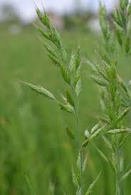 Attēlu rezultāti vaicājumam “Bromus hordeaceus subsp. hordaceus”