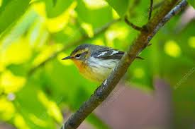 Image result for Dendroica fusca