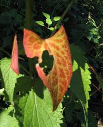 Attēlu rezultāti vaicājumam “Fallopia convolvulus”