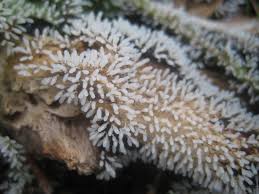 Attēlu rezultāti vaicājumam “Comatricha sp.”