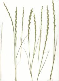 Attēlu rezultāti vaicājumam “Lolium perenne”