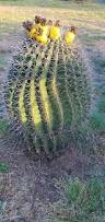 Image result for Cactaceae