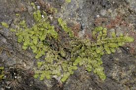 Attēlu rezultāti vaicājumam “Radula complanata”