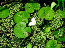 Attēlu rezultāti vaicājumam “Hydrocharis morsus-ranae fruit”