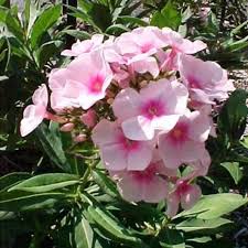 Image result for Phlox paniculata `Bright Eyes`