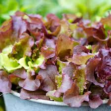 Image result for Pflücksalat