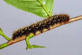 Attēlu rezultāti vaicājumam “Lasiocampa quercus”