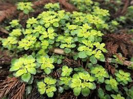 Attēlu rezultāti vaicājumam “Chrysosplenium alternifolium fruit”