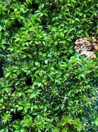 Attēlu rezultāti vaicājumam “Syntrichia papillosa”