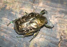 Attēlu rezultāti vaicājumam “Liocola lugubris”