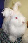 English Angora Rabbits
