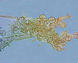 Attēlu rezultāti vaicājumam “Hypocrea pulvinata”