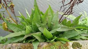 Attēlu rezultāti vaicājumam “Rumex hydrolapathum fruit”