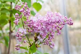 Attēlu rezultāti vaicājumam “Syringa vulgaris flower”