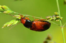 Attēlu rezultāti vaicājumam “Diachromus germanus”