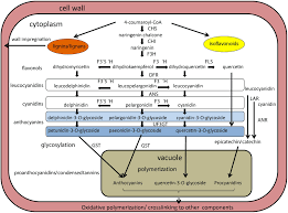Attēlu rezultāti vaicājumam “Diderma testaceum macro”