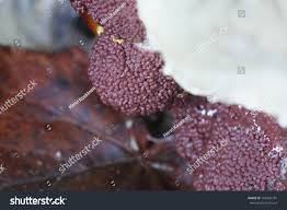 Attēlu rezultāti vaicājumam “Brefeldia maxima macro”