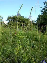 Attēlu rezultāti vaicājumam “Veronica austriaca subsp. teucrium bud”