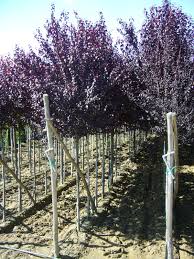 Attēlu rezultāti vaicājumam “Prunus cerasifera”